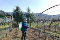 科学防治病虫害 绿色种植促丰收