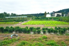 西班牙橄榄园多措并举提升园区环境品质