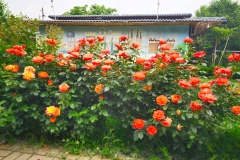 抢抓农时忙管护，月季花开映初夏